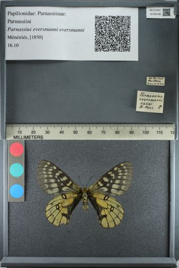 Media type: image;   Entomology 180196